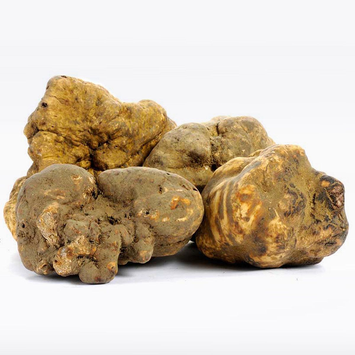 Alba white truffle